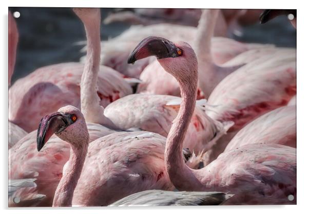 Two in a Crowd, Lesser Flamingos Acrylic by Belinda Greb