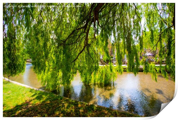 Willow Tree, Bourton-On-The-Water Print by Derek Daniel