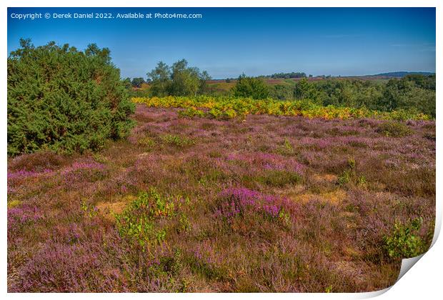 Purple Heather on Rockford Common Print by Derek Daniel