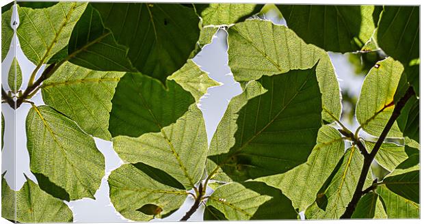 Mottled detail of leaves Canvas Print by Cliff Kinch