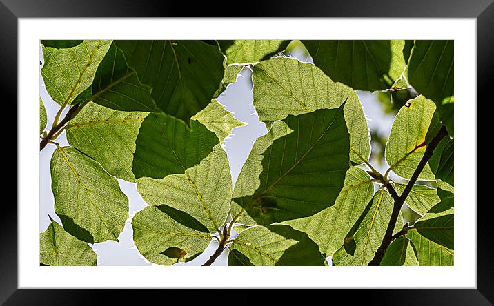 Mottled detail of leaves Framed Mounted Print by Cliff Kinch