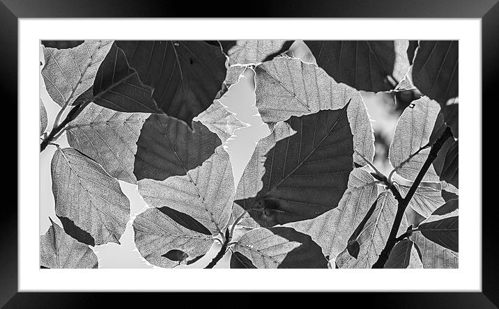 Checkerboard leaves Framed Mounted Print by Cliff Kinch