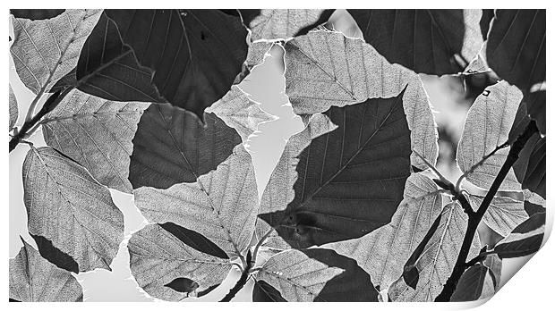 Checkerboard leaves Print by Cliff Kinch