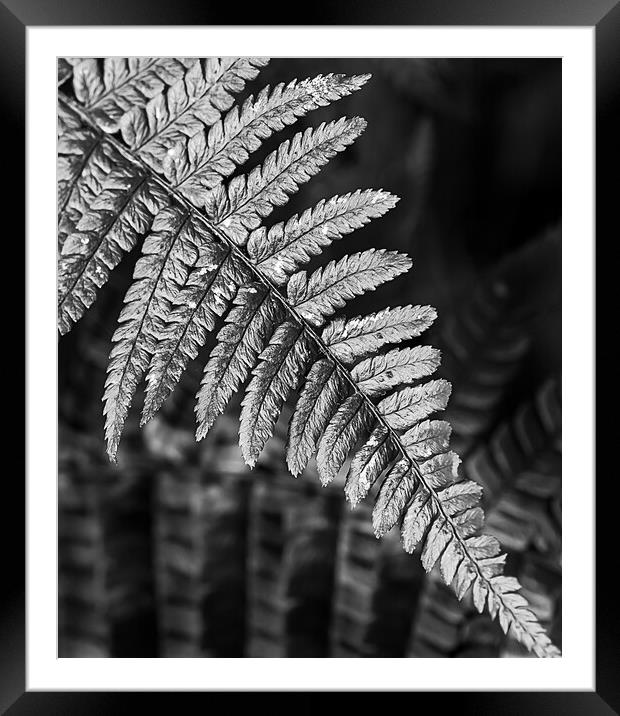 Silver fern Framed Mounted Print by Cliff Kinch