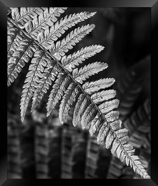 Silver fern Framed Print by Cliff Kinch