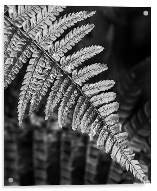 Silver fern Acrylic by Cliff Kinch
