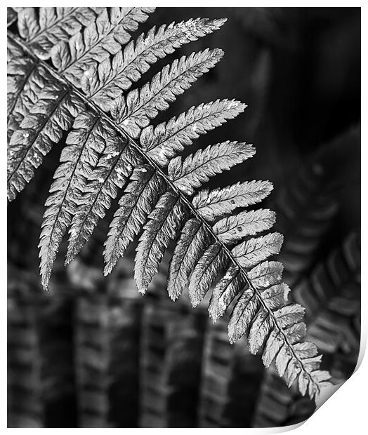 Silver fern Print by Cliff Kinch
