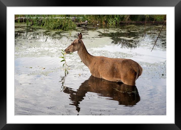 Eating in the bath Framed Mounted Print by Kevin White