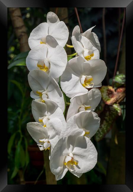 White Moth Orchid Flowers Framed Print by Artur Bogacki