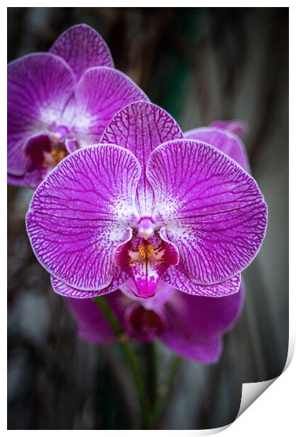 Phalaenopsis Orchid Purple Flower Print by Artur Bogacki