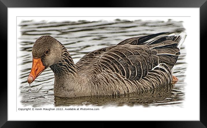 Majestic Duck on Tranquil Waters Framed Mounted Print by Kevin Maughan