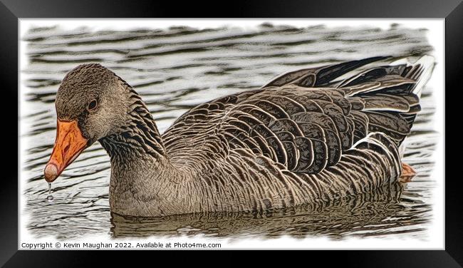 Majestic Duck on Tranquil Waters Framed Print by Kevin Maughan