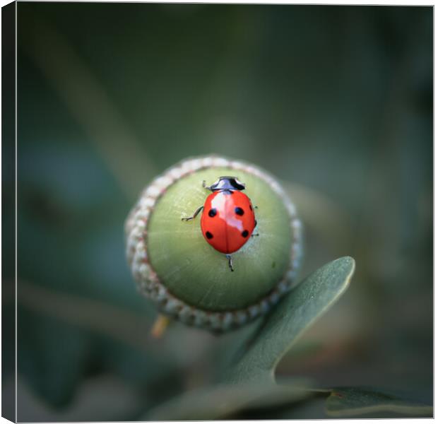 Ladybird on Acorn Canvas Print by Mark Jones