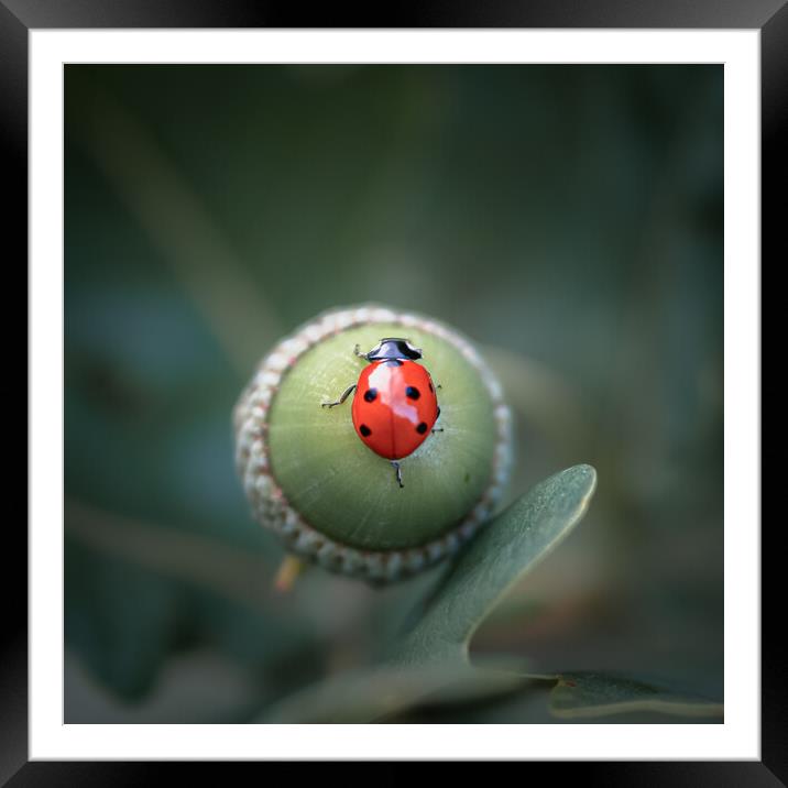 Ladybird on Acorn Framed Mounted Print by Mark Jones