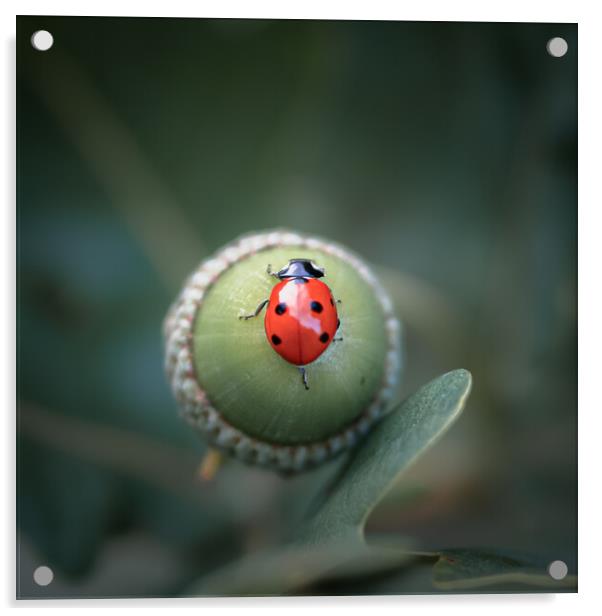 Ladybird on Acorn Acrylic by Mark Jones