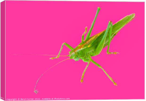 Vibrant Green Grasshopper  Canvas Print by Beryl Curran