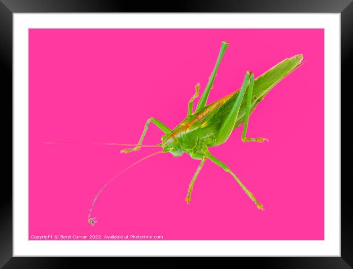 Vibrant Green Grasshopper  Framed Mounted Print by Beryl Curran