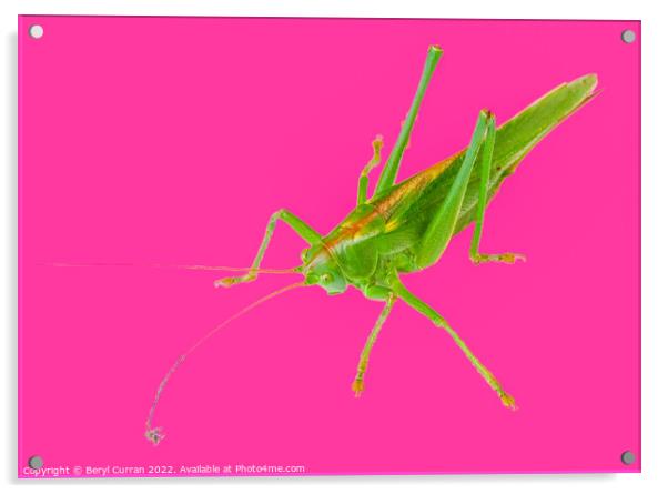 Vibrant Green Grasshopper  Acrylic by Beryl Curran