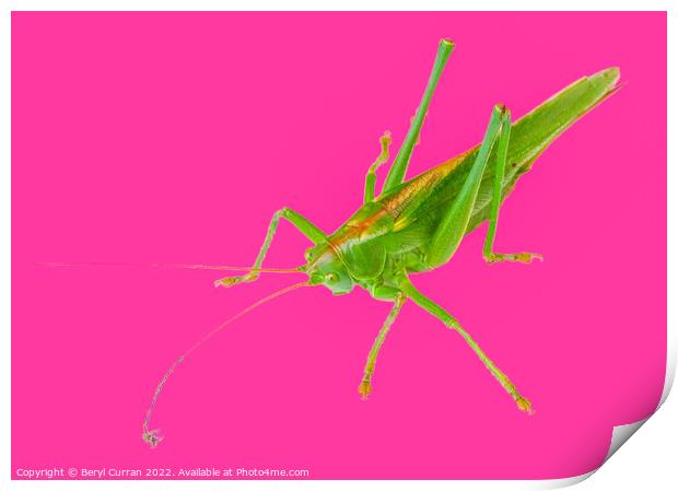 Vibrant Green Grasshopper  Print by Beryl Curran