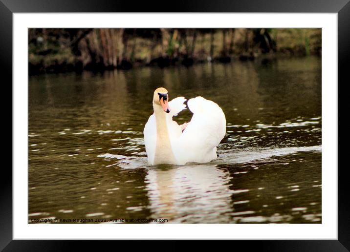 A Single Swan On A Lake Framed Mounted Print by Kevin Maughan