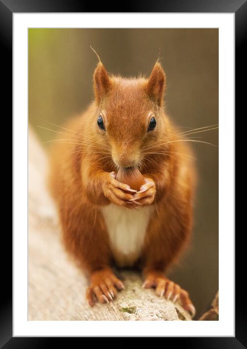 A close up of a squirrel on a table Framed Mounted Print by Rory Trappe