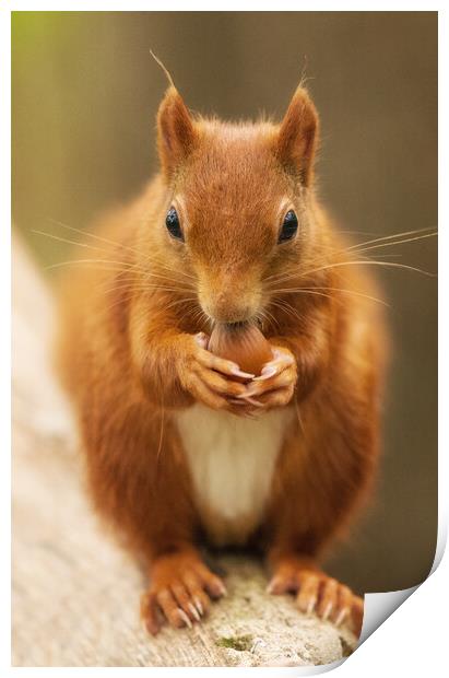 A close up of a squirrel on a table Print by Rory Trappe