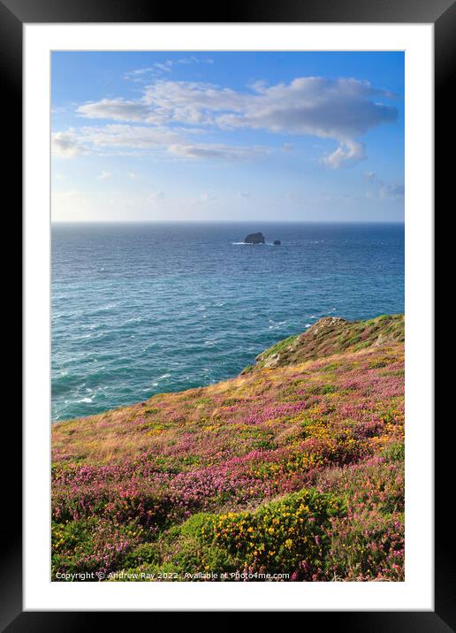 Heather and gorse (St Agnes Head) Framed Mounted Print by Andrew Ray
