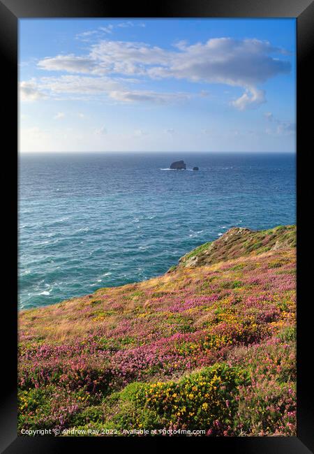 Heather and gorse (St Agnes Head) Framed Print by Andrew Ray
