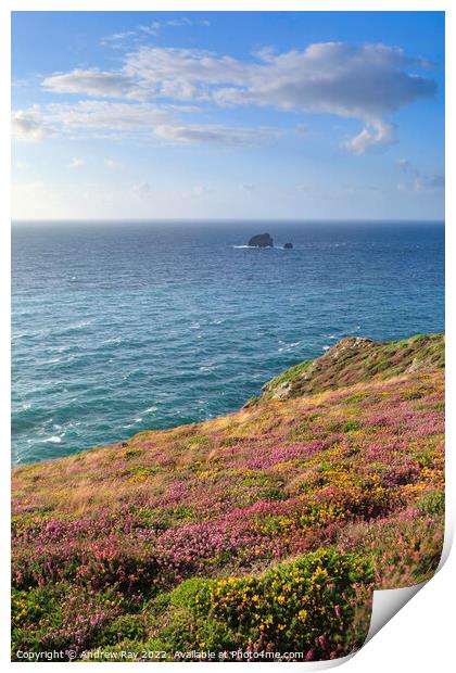 Heather and gorse (St Agnes Head) Print by Andrew Ray