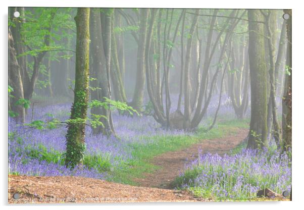 Misty Bluebell Woods (Scorrier) Acrylic by Andrew Ray