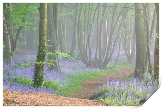 Misty Bluebell Woods (Scorrier) Print by Andrew Ray