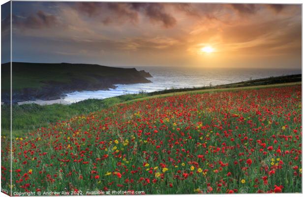 Setting sun over poppy fields (West Pentire) Canvas Print by Andrew Ray