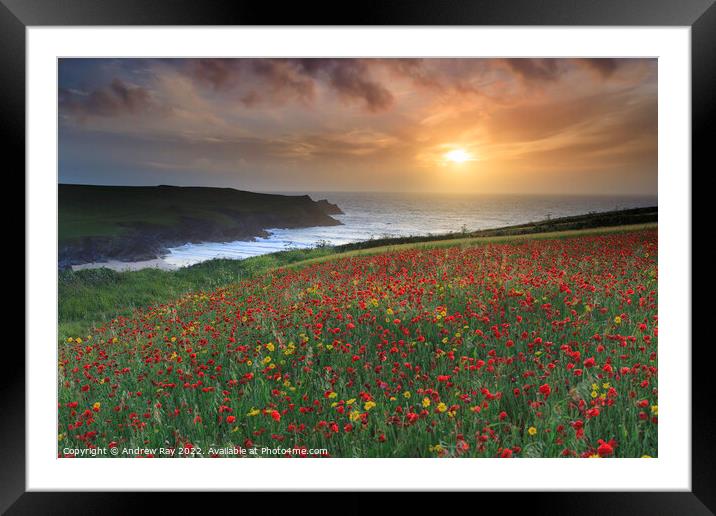 Setting sun over poppy fields (West Pentire) Framed Mounted Print by Andrew Ray