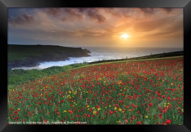 Setting sun over poppy fields (West Pentire) Framed Print by Andrew Ray