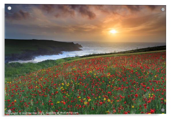 Setting sun over poppy fields (West Pentire) Acrylic by Andrew Ray