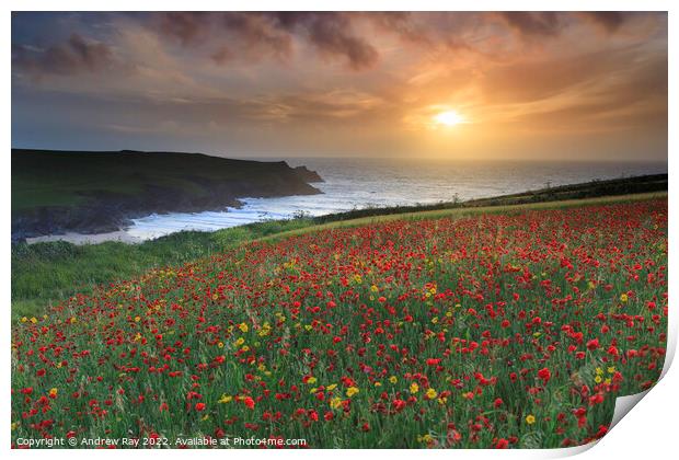 Setting sun over poppy fields (West Pentire) Print by Andrew Ray