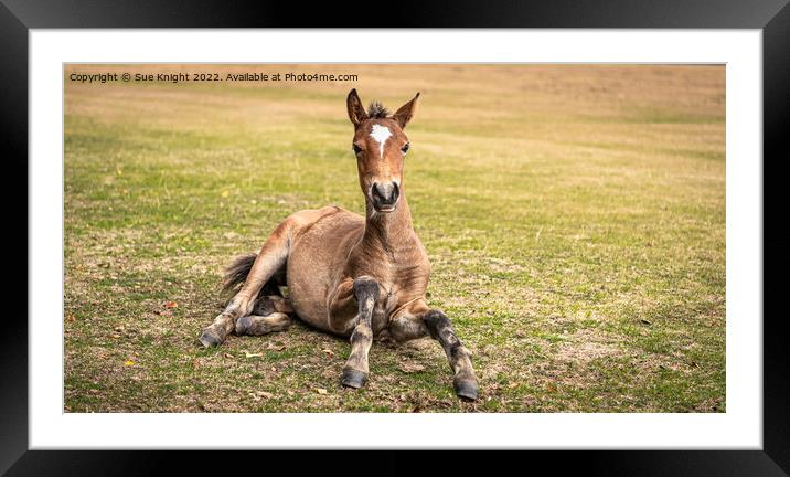 Foal in the New Forest Framed Mounted Print by Sue Knight