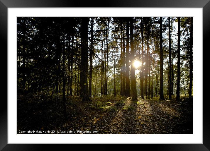 sunset in the woods Framed Mounted Print by Matt Hardy