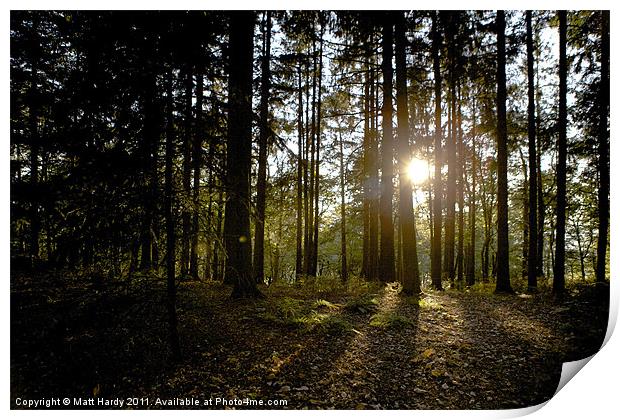sunset in the woods Print by Matt Hardy