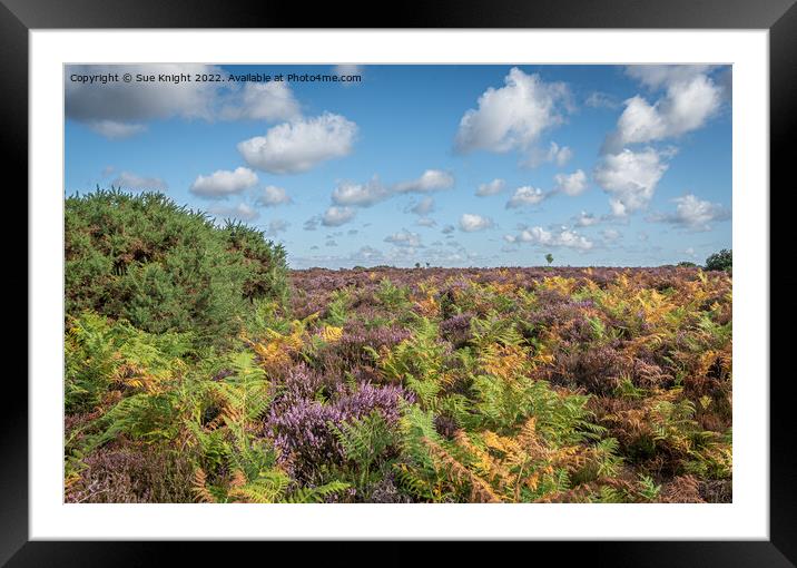The glorious colours of the New Forest Framed Mounted Print by Sue Knight
