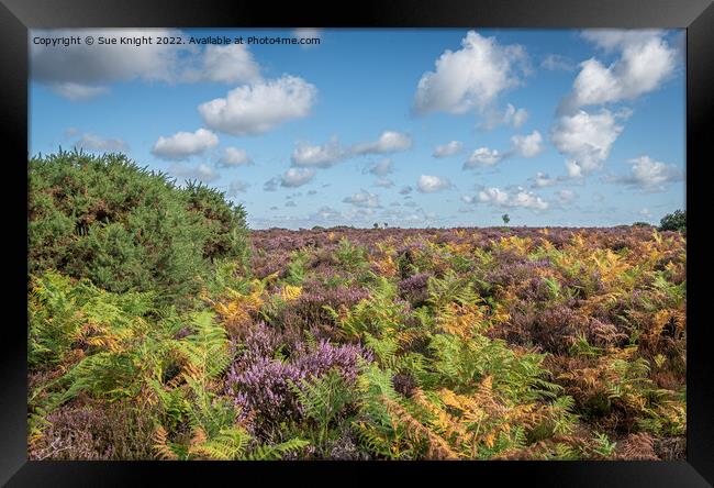 The glorious colours of the New Forest Framed Print by Sue Knight