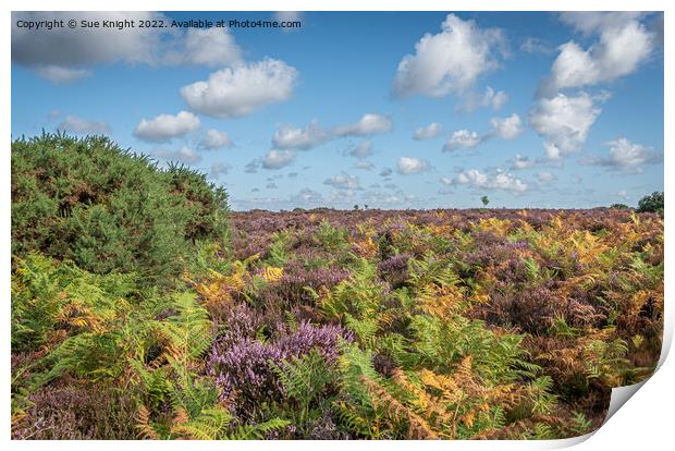 The glorious colours of the New Forest Print by Sue Knight