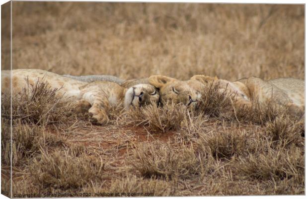 Sleeping Lions Canvas Print by Sarah Paddison
