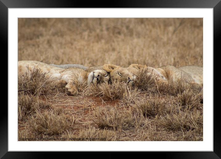 Sleeping Lions Framed Mounted Print by Sarah Paddison