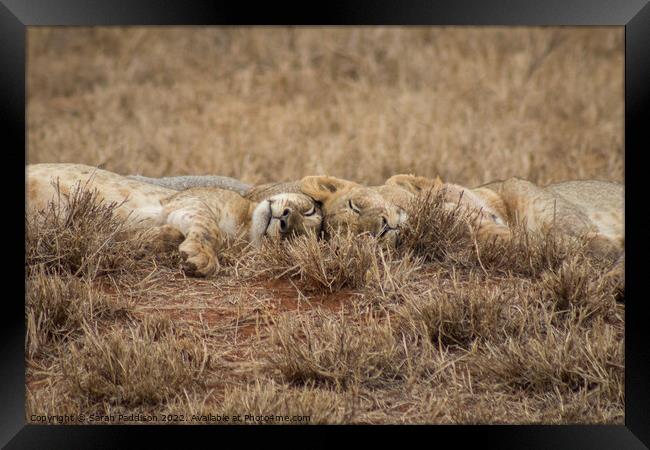 Sleeping Lions Framed Print by Sarah Paddison