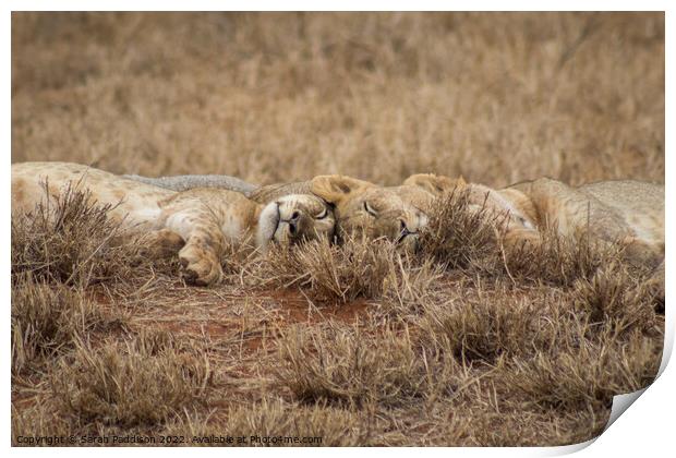 Sleeping Lions Print by Sarah Paddison