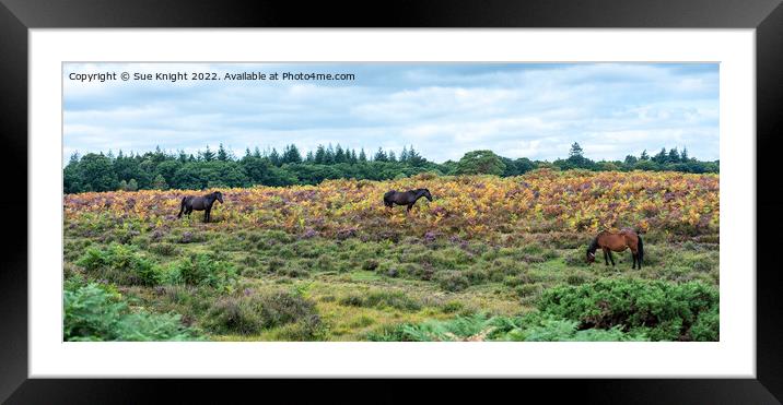 New Forest Ponies amongst the Bracken and Heather Framed Mounted Print by Sue Knight