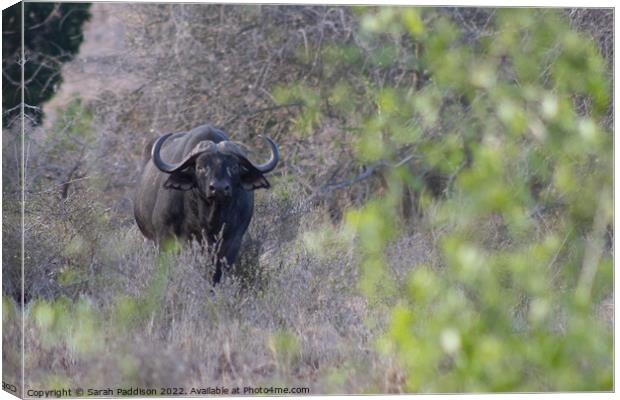 Cape buffalo caught in the brush Canvas Print by Sarah Paddison