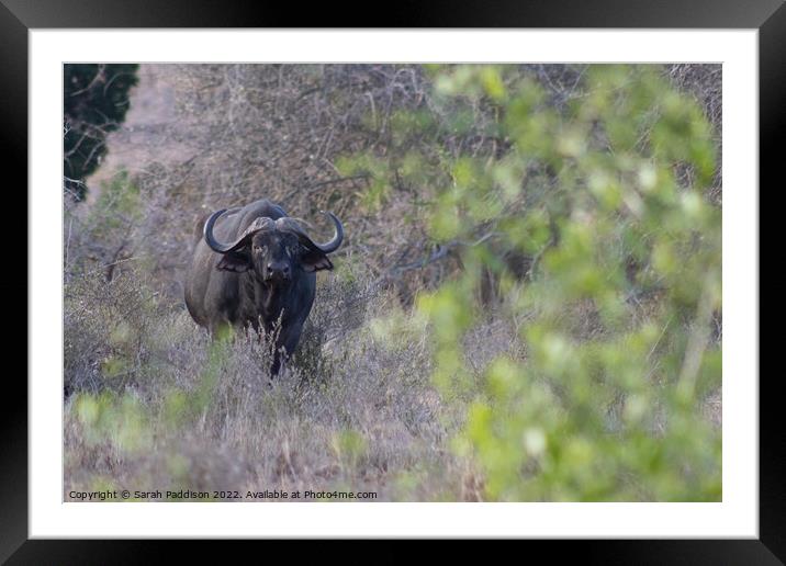Cape buffalo caught in the brush Framed Mounted Print by Sarah Paddison