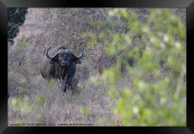 Cape buffalo caught in the brush Framed Print by Sarah Paddison